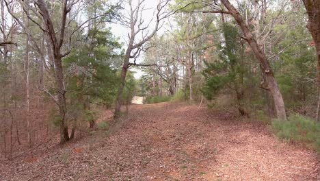 Drohnenflug-Durch-Den-Wald-In-Osttexas