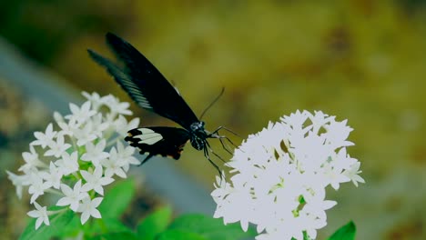 néctar de mariposa en cámara lenta