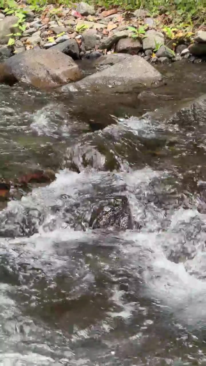 Agua cristalina fluyendo sobre rocas en un arroyo del bosque