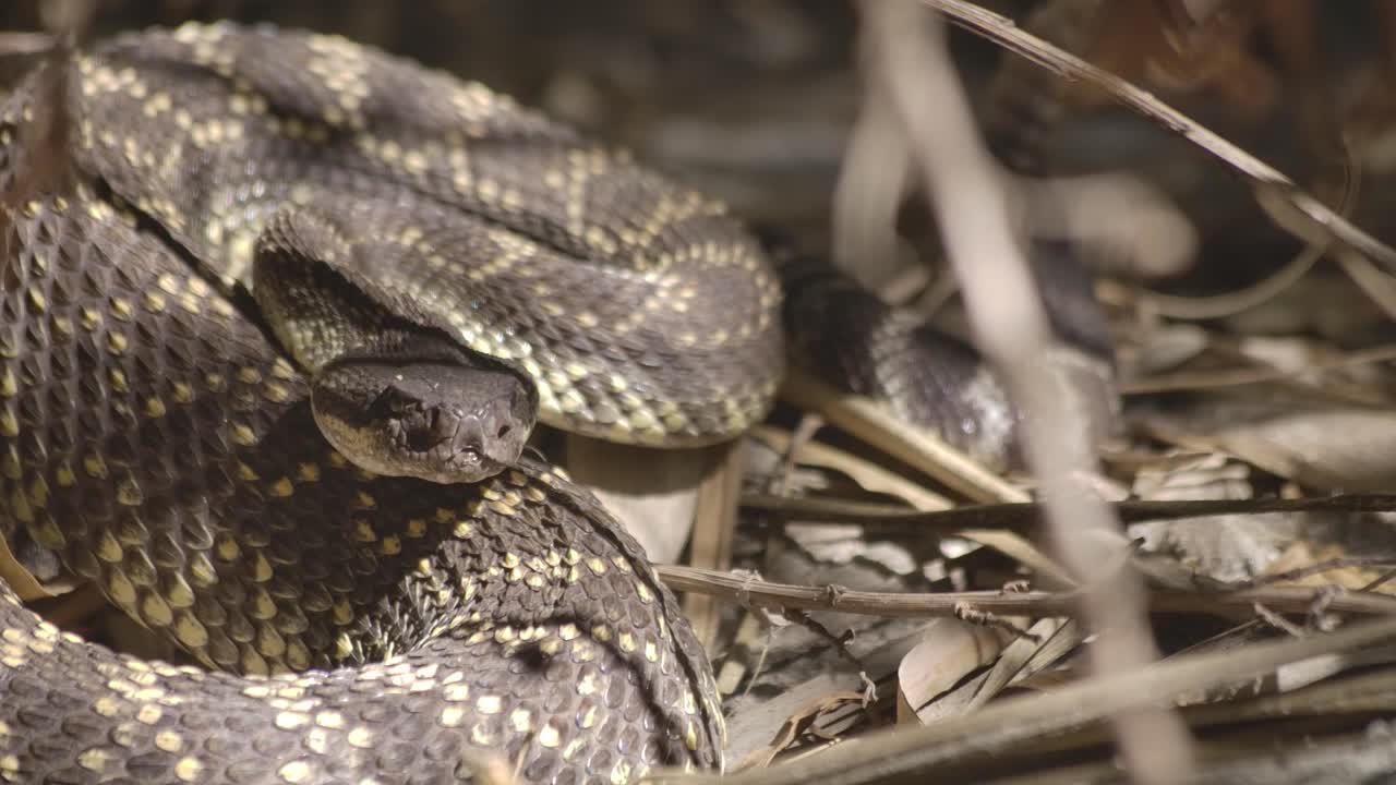 Rattlesnake resting in the bushes