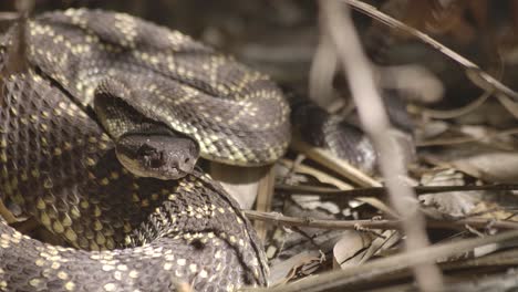 serpiente de cascabel descansando en los arbustos