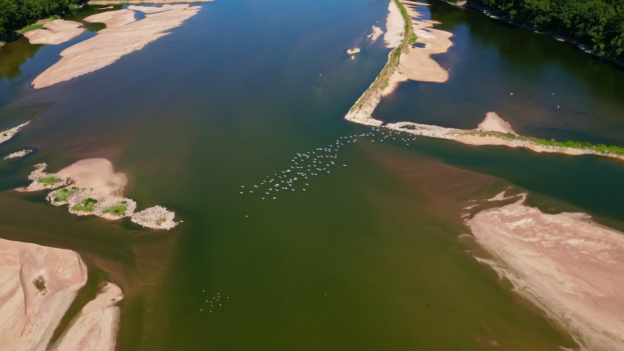 Flock of birds flying over sandbank in Loire River, France. Aerial forward