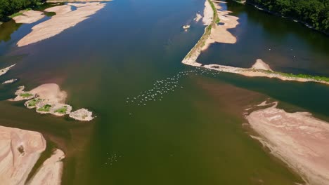 flock of birds flying over sandbank in loire river, france. aerial forward