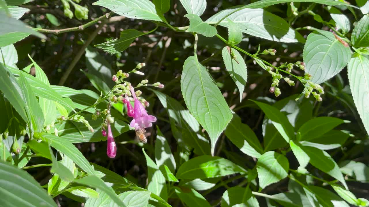 Bee visits Strobilanthes cusia flower among green leaves, bright daylight, slight camera movement