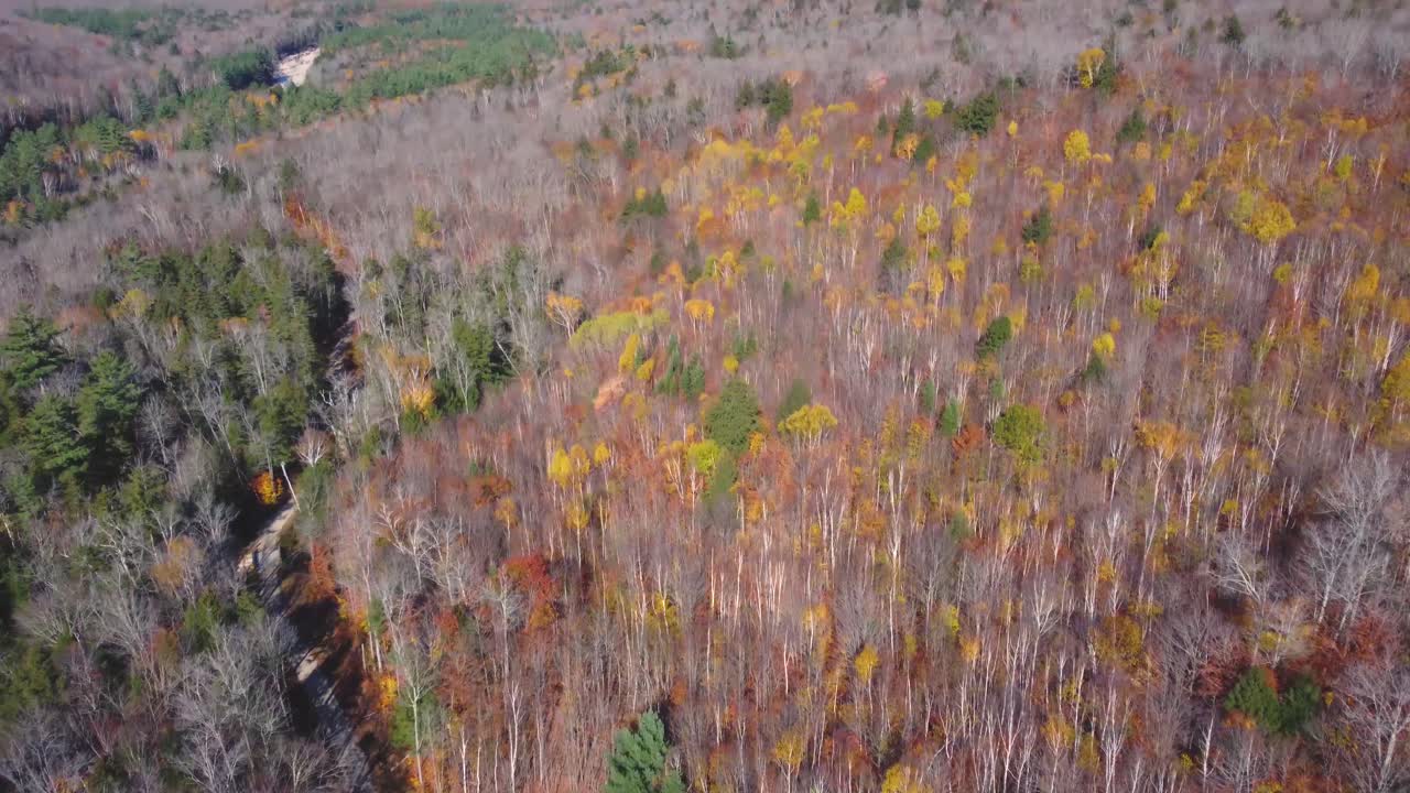 Aerial view of a dried forest during autumn in the White Mountains, New Hampshire