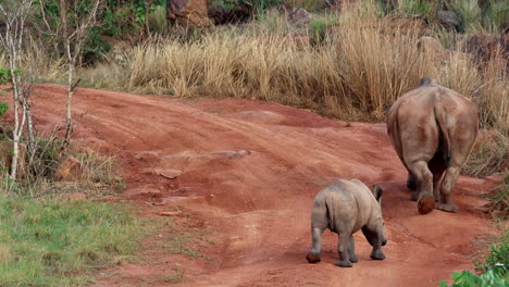 rear view of mom and calf white rhino pair walking along dirt road