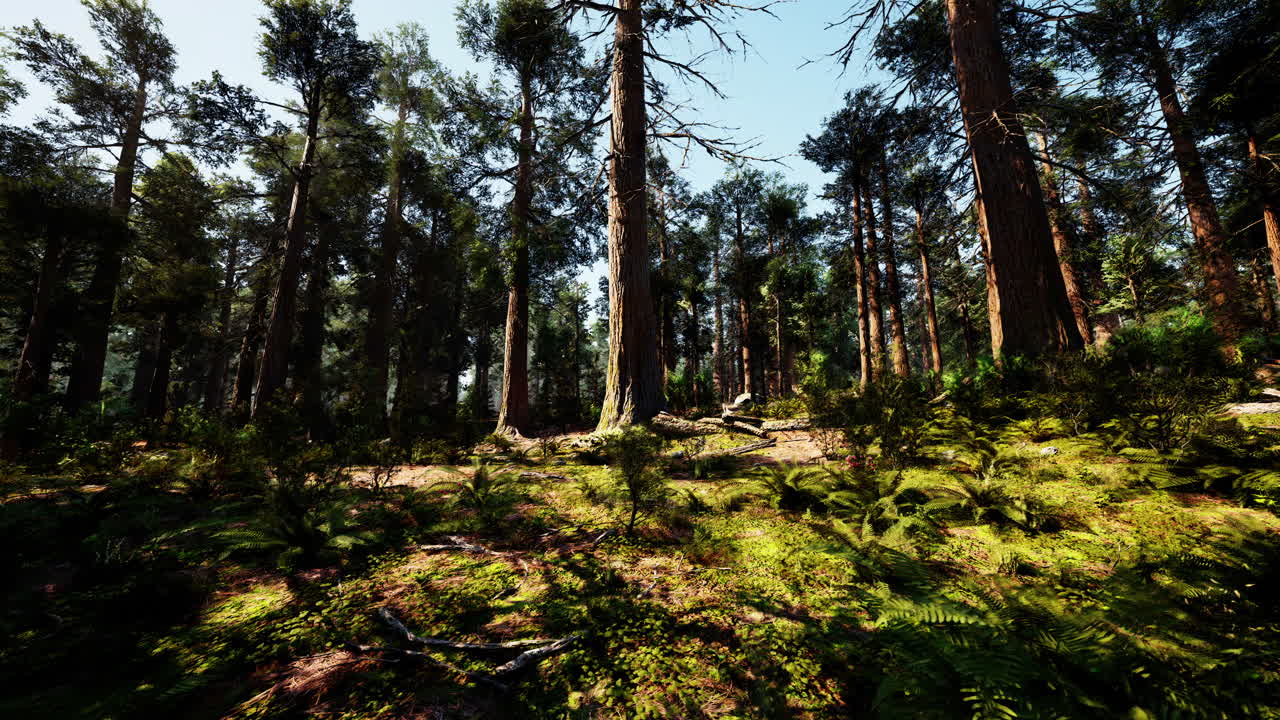 tranquilo bosque de sequoias