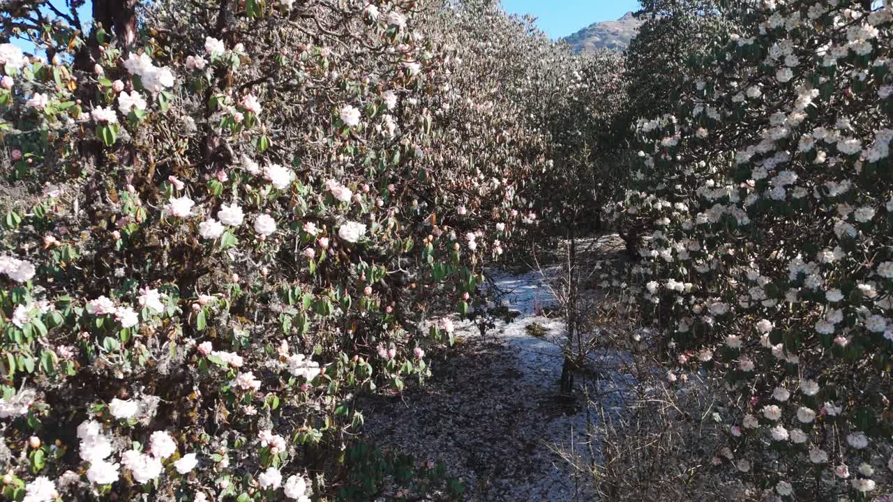 Rhododendron Laligurans in the jungle of Nepal.