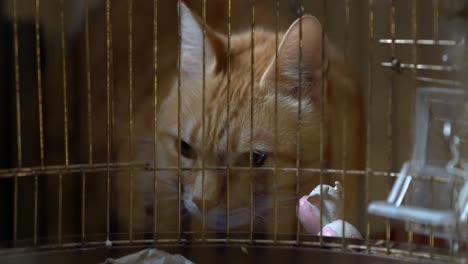 ginger cat watches a canary in a cage