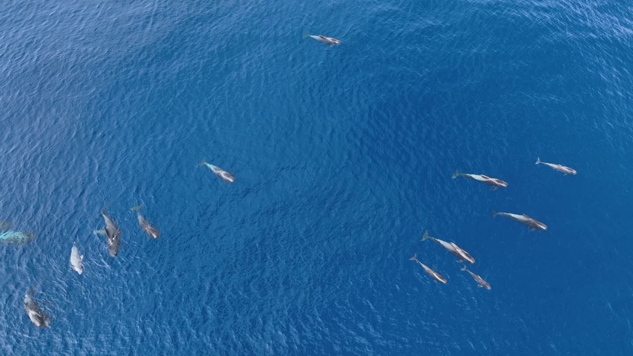 el grupo de ballenas piloto en la superficie del mar
