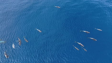 el grupo de ballenas piloto en la superficie del mar