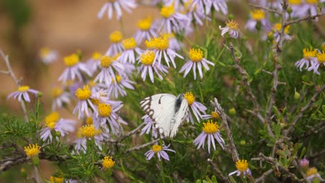 brown veined white butterfly probes daisies for sweet nectar to eat