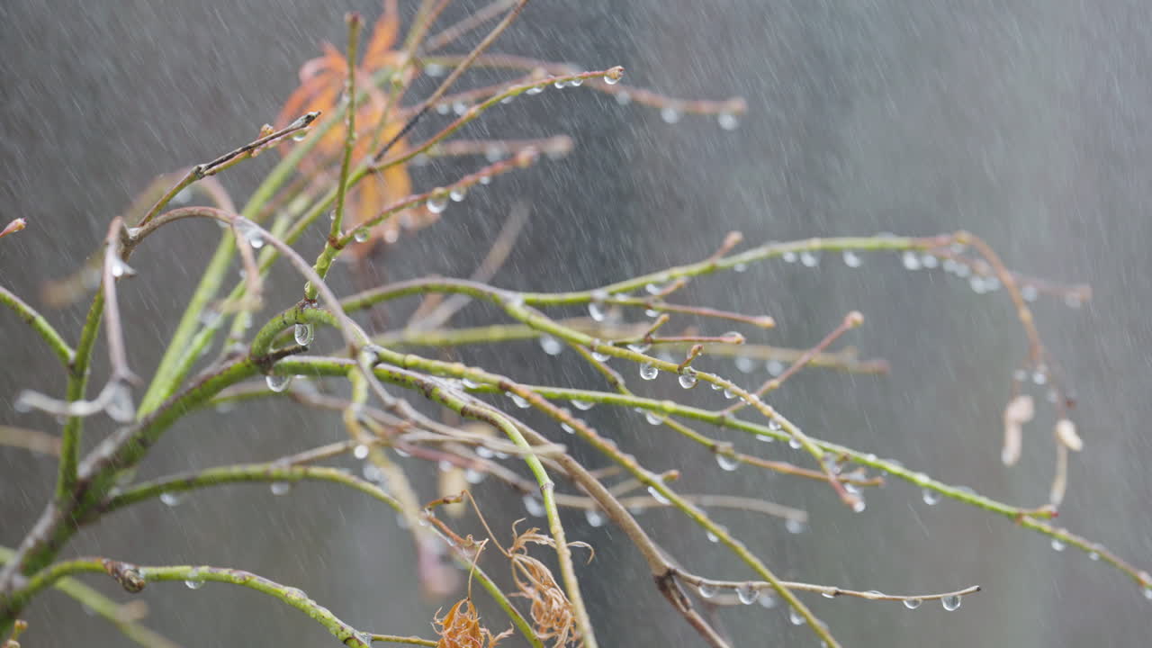 Rain falls on a branch creating a calm, soothing natural scene