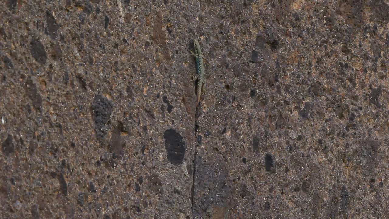 pequeño lagarto salvaje sale de la grieta en el refugio de la pared de piedra, cierra