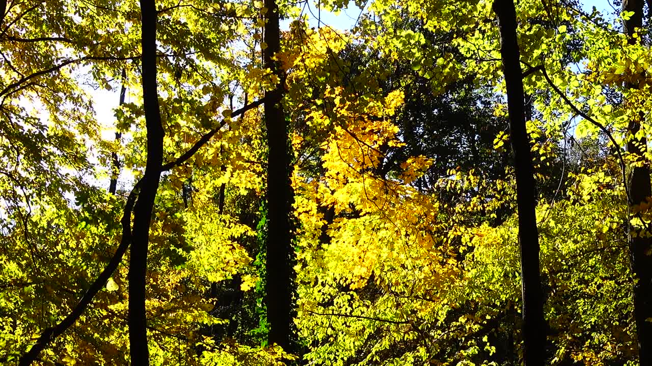 Arbres d'automne en octobre.