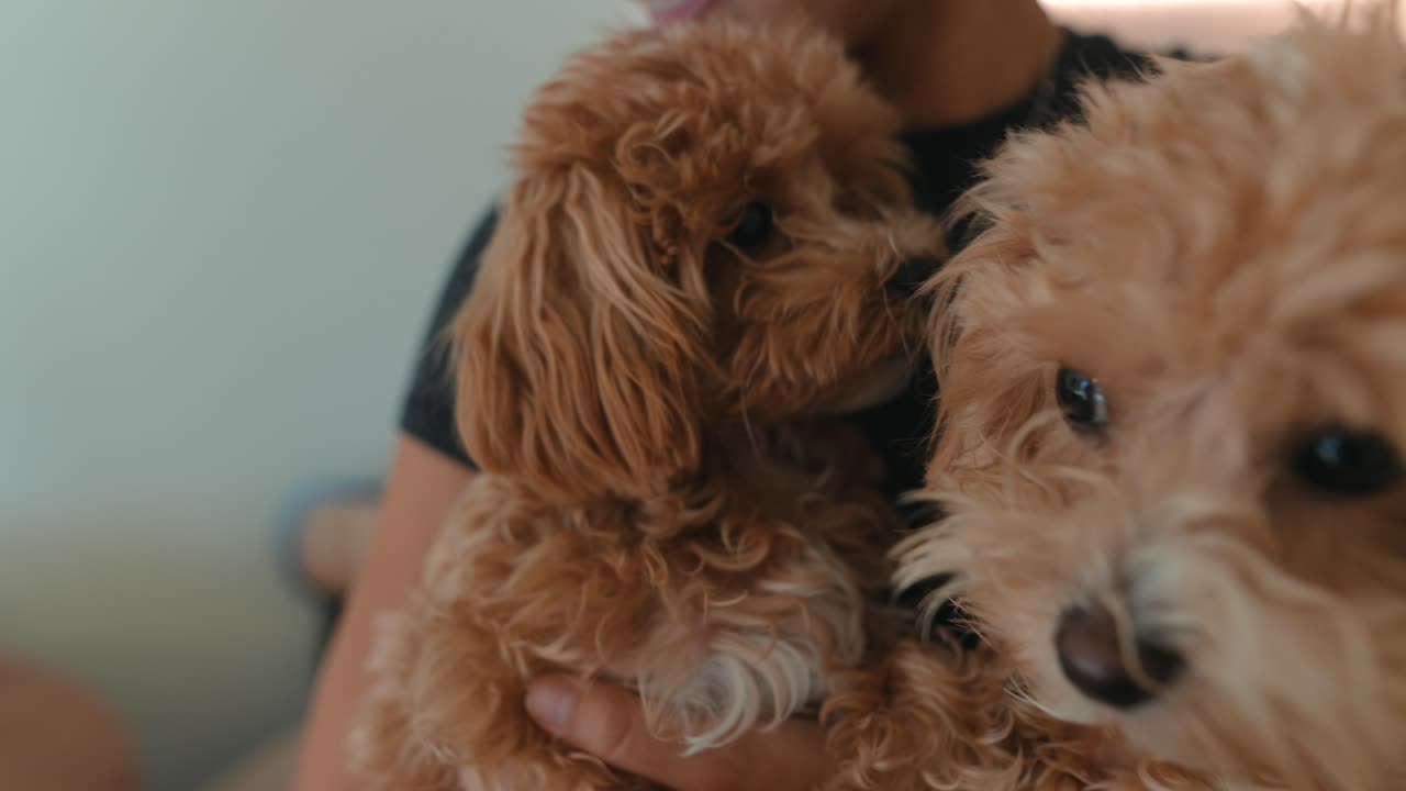 Primo piano di due adorabili cuccioli morbidi tenuti in braccio