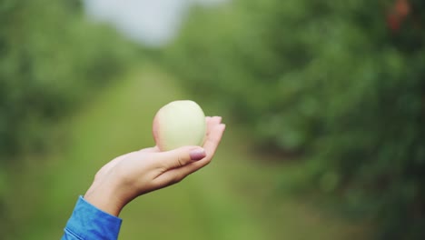 woman's hand holding an apple. picking ripe organic apples in orchard