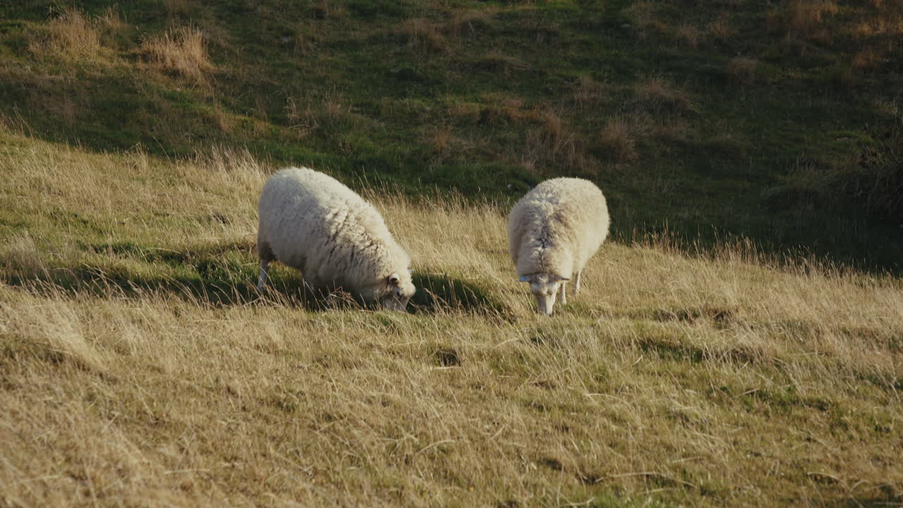 Two sheep grazing in a field