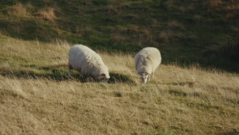 two sheep grazing in a field