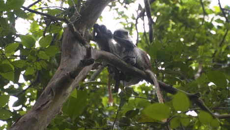 zanzibar red colobus monkey picking fleas from another monkey's fur