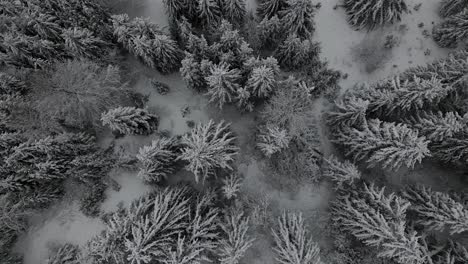 árboles-Congelados-En-Rumania---Cinematográfico-4k