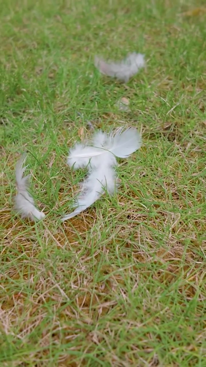 Penas de pássaro no gramado após ataque de gato, vista orbital em close-up de penugem e plumagem espalhadas na grama, mostrando evidências de predador em ambiente de quintal suburbano. Formato vertical para redes sociais