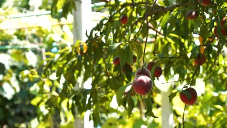 ripening apricots on a branch on a sunny summer day