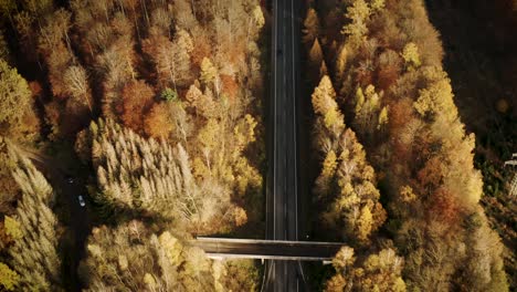 Drone-flying-in-between-trees-in-the-Harz-national-park-in-autumn-with-red-an-orange-leaves-falling-to-the-ground,-Germany,-Europe