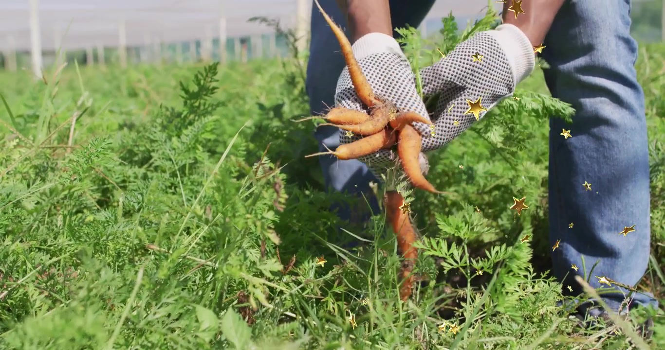 Agriculteur se penchant dans un champ de carottes, saisissant des carottes avec des gants et secouant la terre pour la récolte