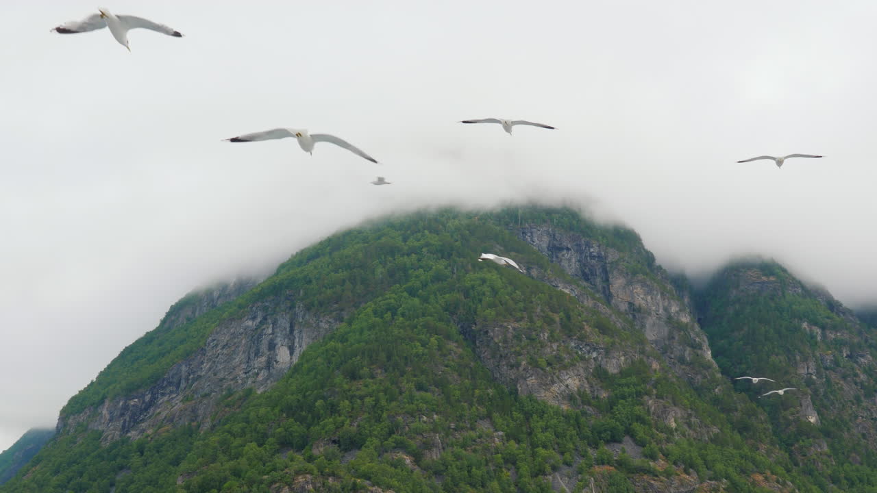 그림 같은 산과 피요르드를 배경으로 날아가는 갈매기 떼
