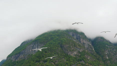 A-Flock-Of-Seagulls-In-Flight-Against-The-Background-Of-Picturesque-Mountains-And-Fjords