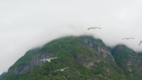 una bandada de gaviotas en vuelo contra el fondo de pintorescas montañas y fiordos