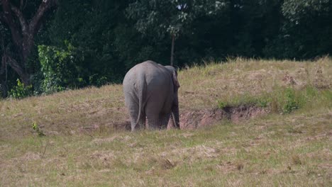 The-back-side-of-an-elephant-whie-grazing,-Indian-Elephant-Elephas-maximus-indicus,-Thailand