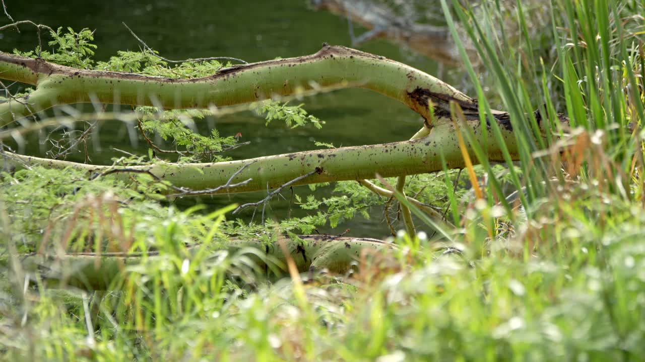 madre y bebé monos vervet cruzando los manantiales de mzima en el parque nacional de tsavo, kenia