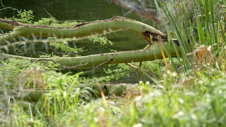Mother And Baby Vervet Monkeys Crossing The Mzima Springs In Tsavo National Park, Kenya