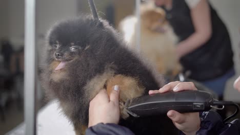 un perro gracioso respira rápidamente en la mesa junto a la peluquera, el peluquero corta su cabello cerca de sus uñas