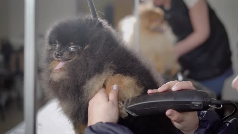 a funny dog quickly breathes on the table by the hairdresser, the groomer cuts his hair near his nails