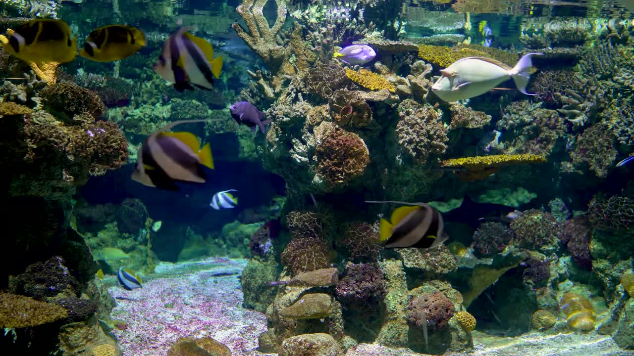 Large aquarium decorated with a coral reef with tropical fish, turtles and stingrays