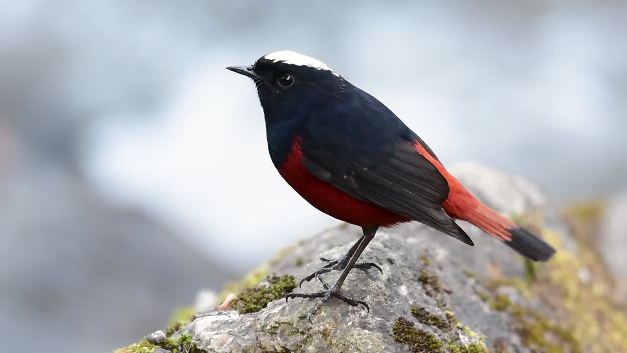 흰색 모자를 쓴 레드 스타트는 흰색 사랑스러운 왕관, 짙은 파란색-검은 날개 및 깃털 아래 갈색으로 유명하며 꼬리는 빨간색으로 시작합니다.