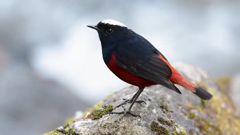 el colirrojo de cabeza blanca es conocido por su hermosa corona blanca, alas de color azul oscuro negruzco y marrón debajo de las plumas y su cola comienza con rojo