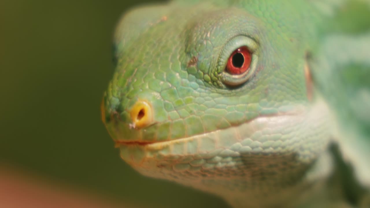 la iguana de bandas de lau (brachylophus fasciatus) es una especie arbórea de lagarto endémica de las islas lau de la parte oriental del archipiélago de fiyi.
