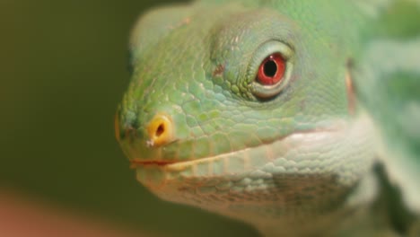 lau banded iguana (brachylophus fasciatus) is an arboreal species of lizard endemic to the lau islands of the eastern part of the fijian archipelago.