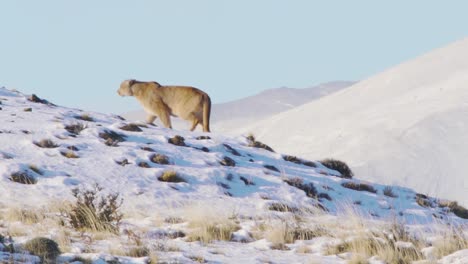 Cougar on a Snowy Mountain
