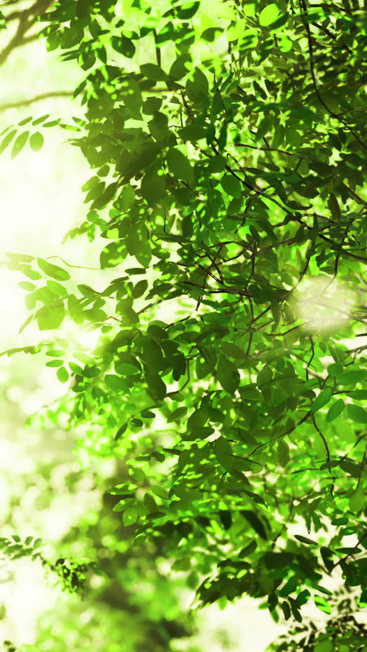 la luz del sol filtrándose a través del frondoso follaje verde en un bosque tranquilo