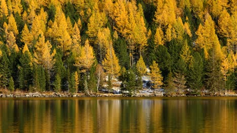 yellow forest with lake reflection seamless loop