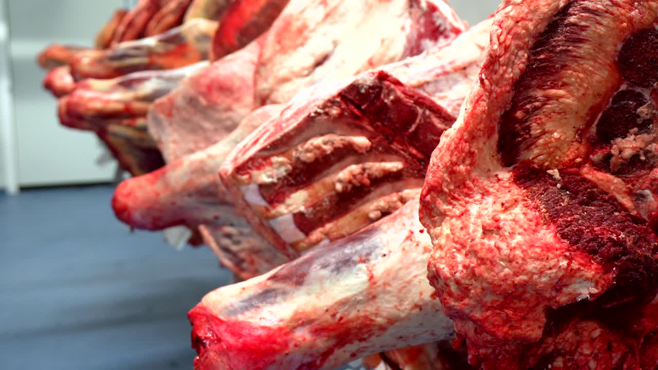 Hanging Beef Carcasses