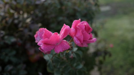 pink rose on an early frosty morning