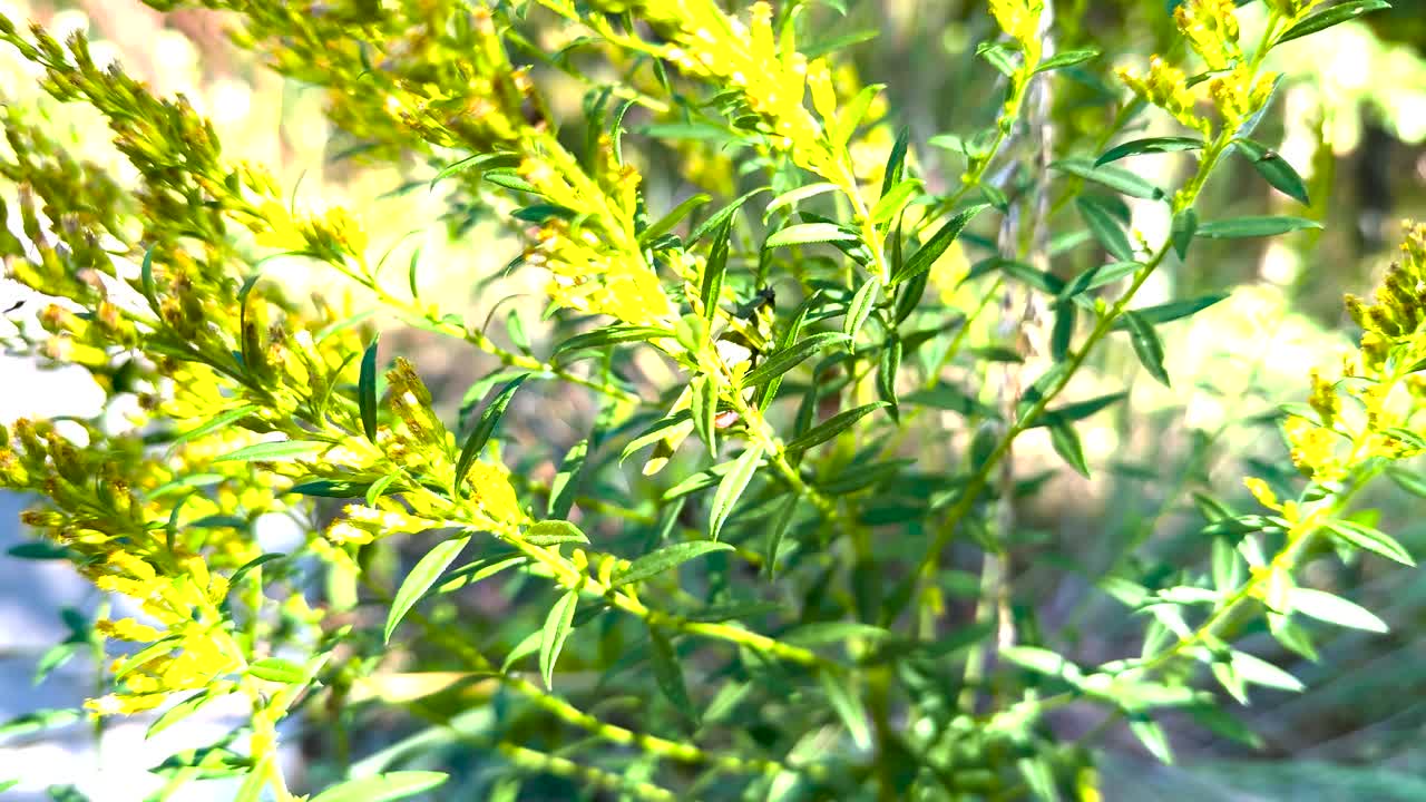 A closeup of a grasshopper perched on a green plant, showcasing the intricate details of nature and the calm beauty of summer wildlife