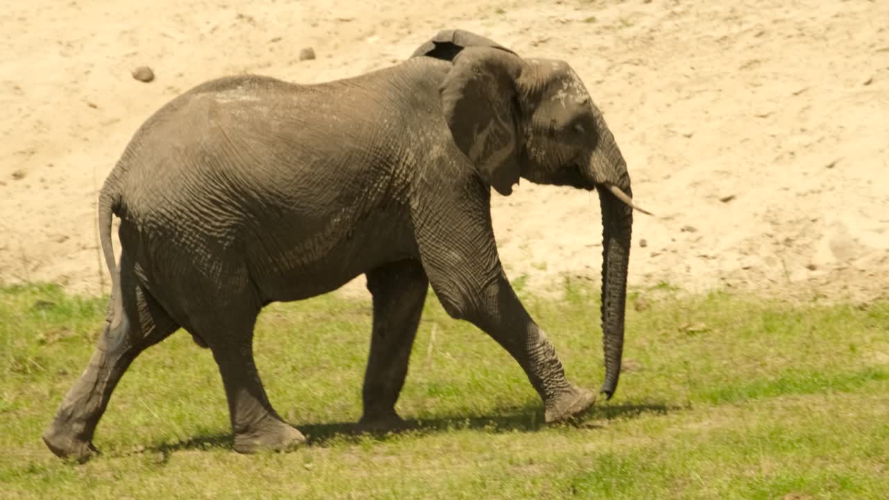 un elefante satisfecho camina en la naturaleza durante una sequía en la sabana africana