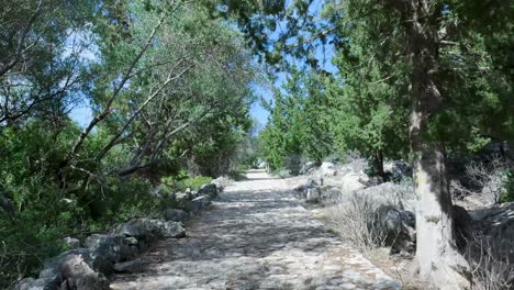 ancient stone path through a lush forest